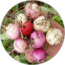 William Bissill William Bissill